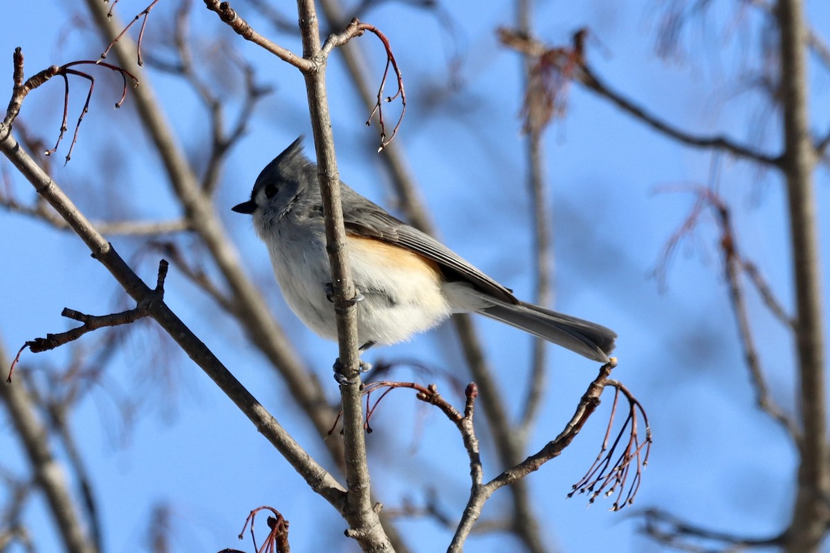 Tufted Titmouse - ML527371461