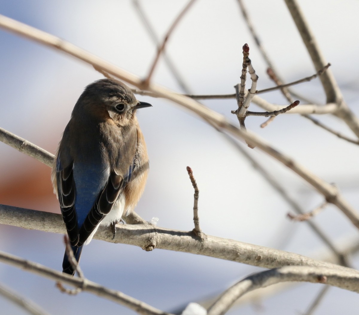 Eastern Bluebird - ML527371611
