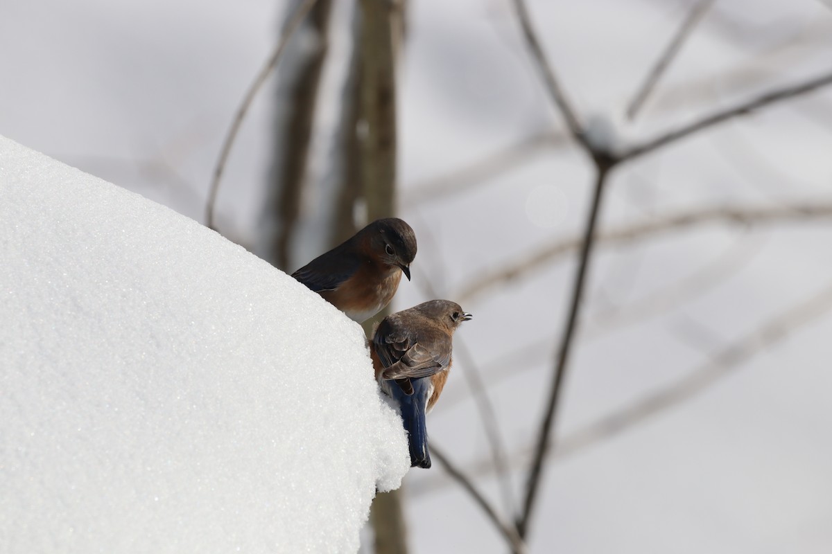 Eastern Bluebird - ML527371621