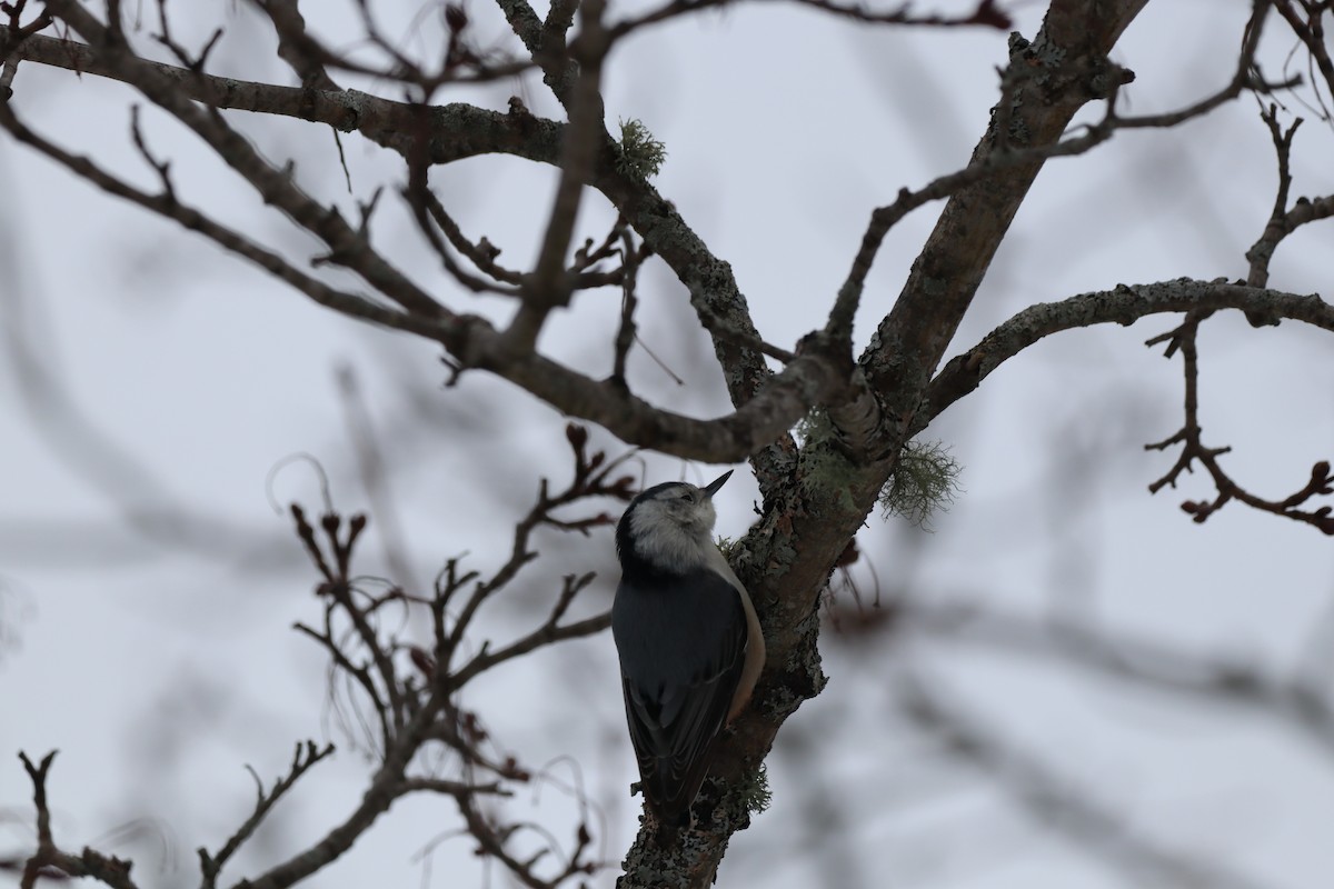 White-breasted Nuthatch - ML527371631