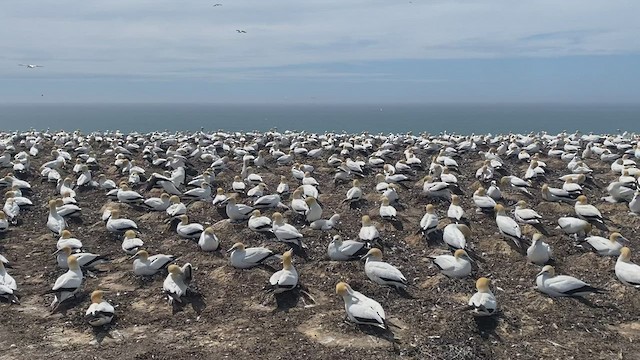 Australasian Gannet - ML527372341