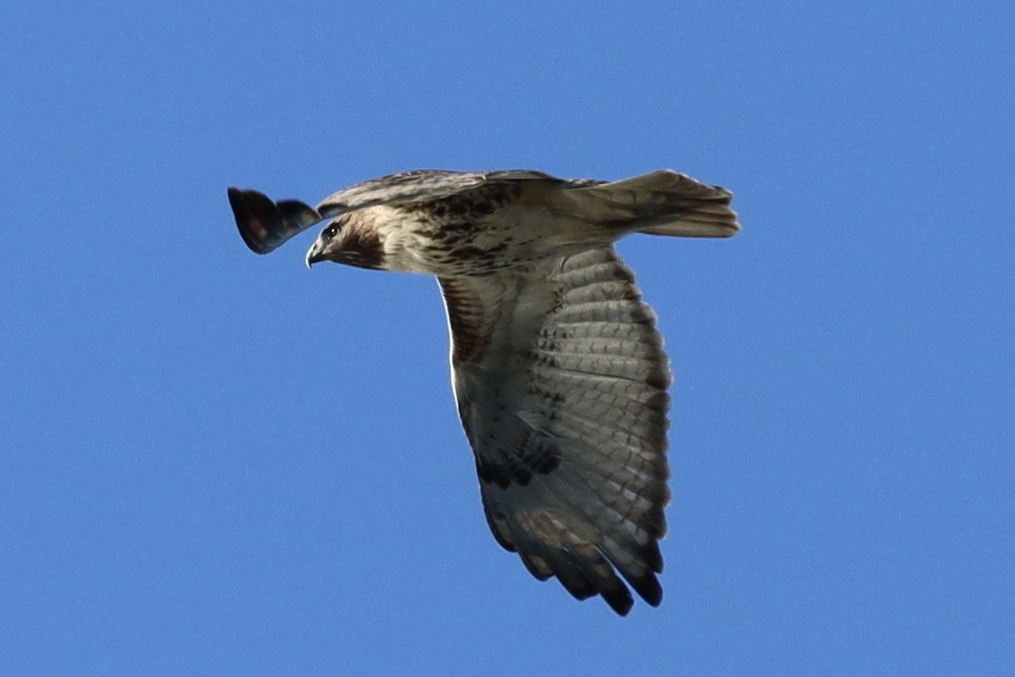 Red-tailed Hawk - ML527372601