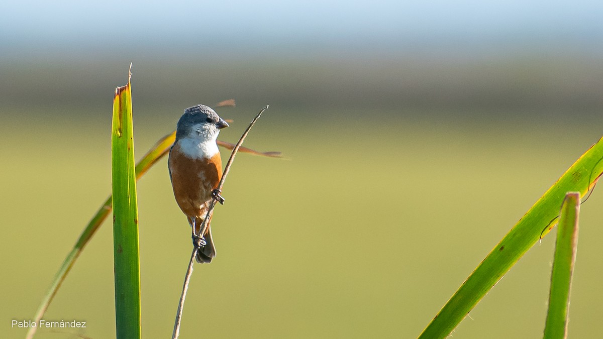 Marsh Seedeater - ML527372831