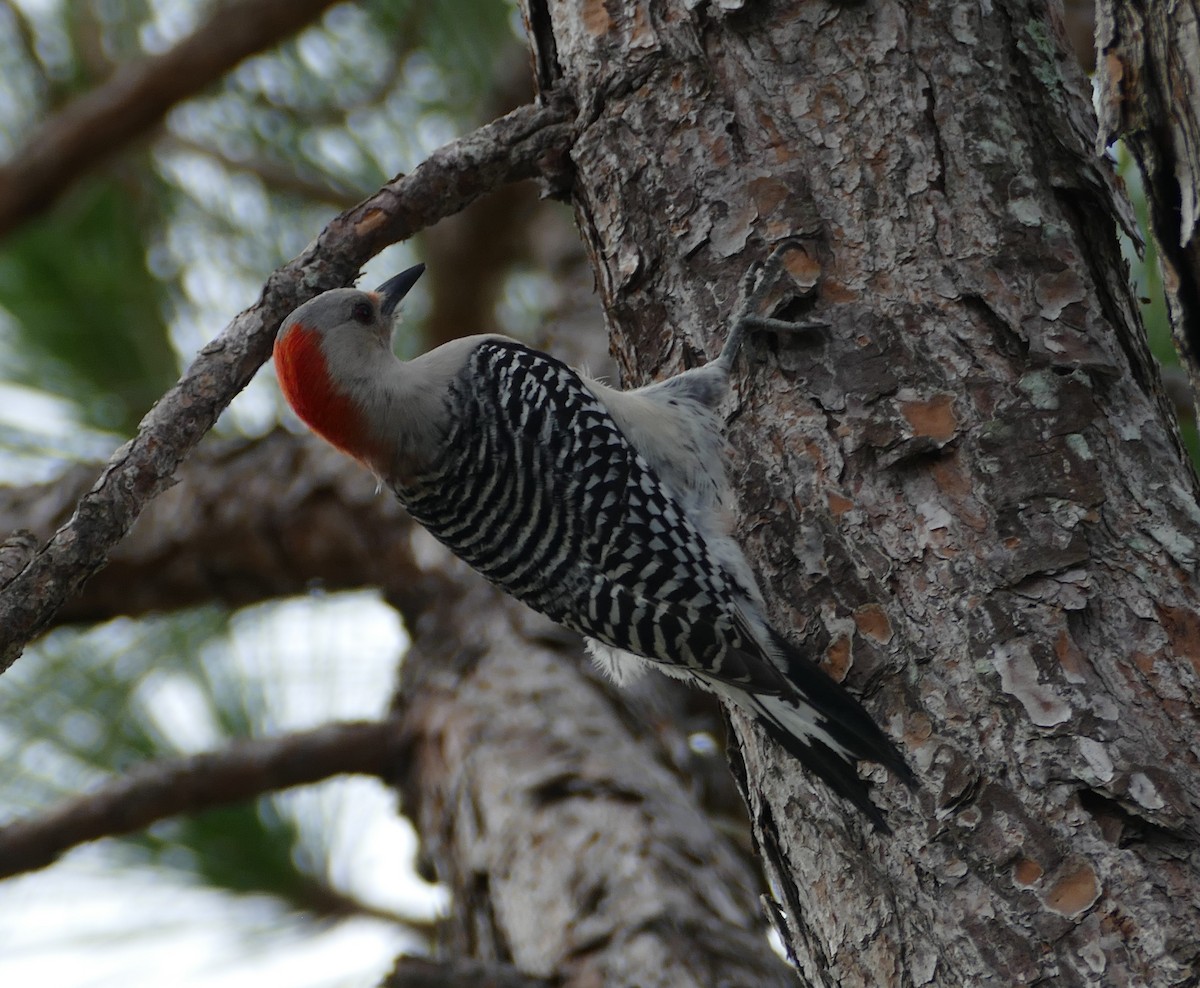 Red-bellied Woodpecker - ML527373981