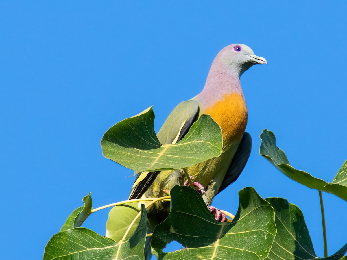 Pink-necked Green-Pigeon - ML527374941