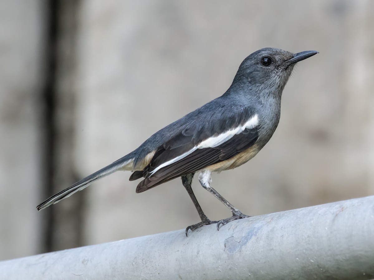 Oriental Magpie-Robin - ML527377331