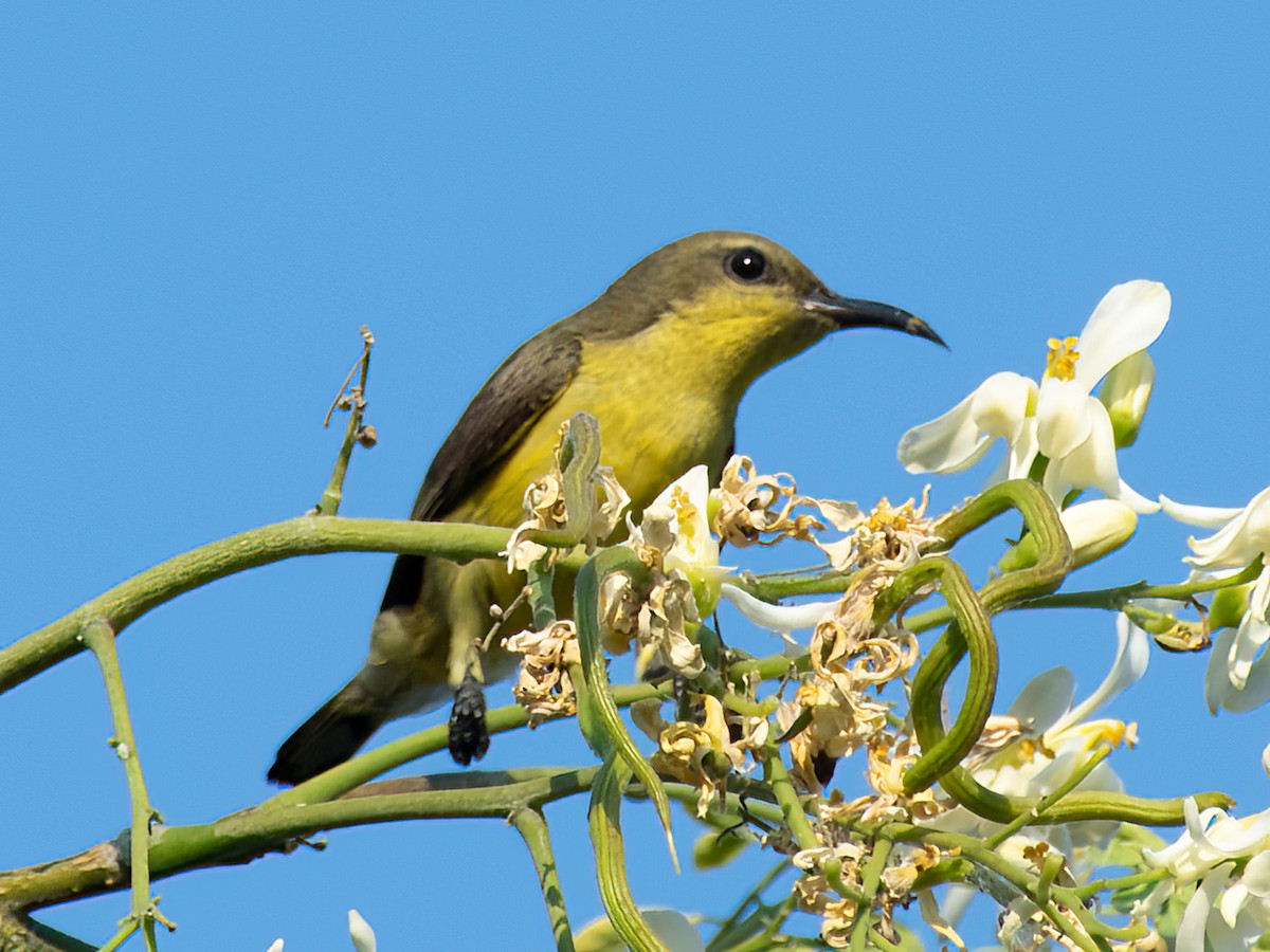 Ornate Sunbird - ML527377671