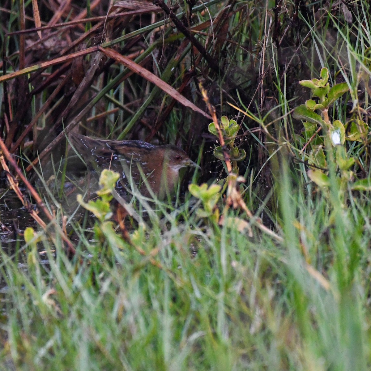 Baillon's Crake - ML527378651