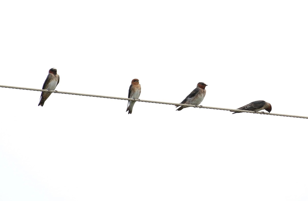 Cliff Swallow - ML527378911