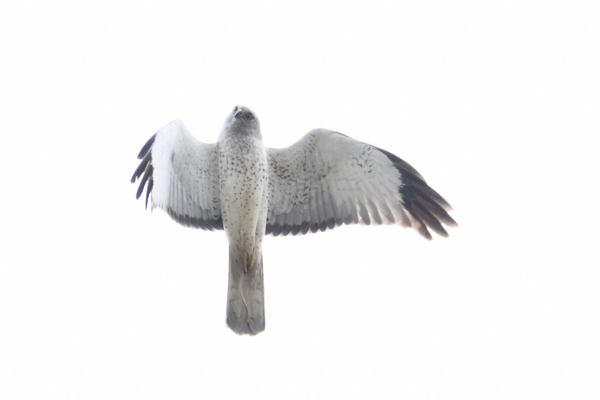 Northern Harrier - Max Brodie