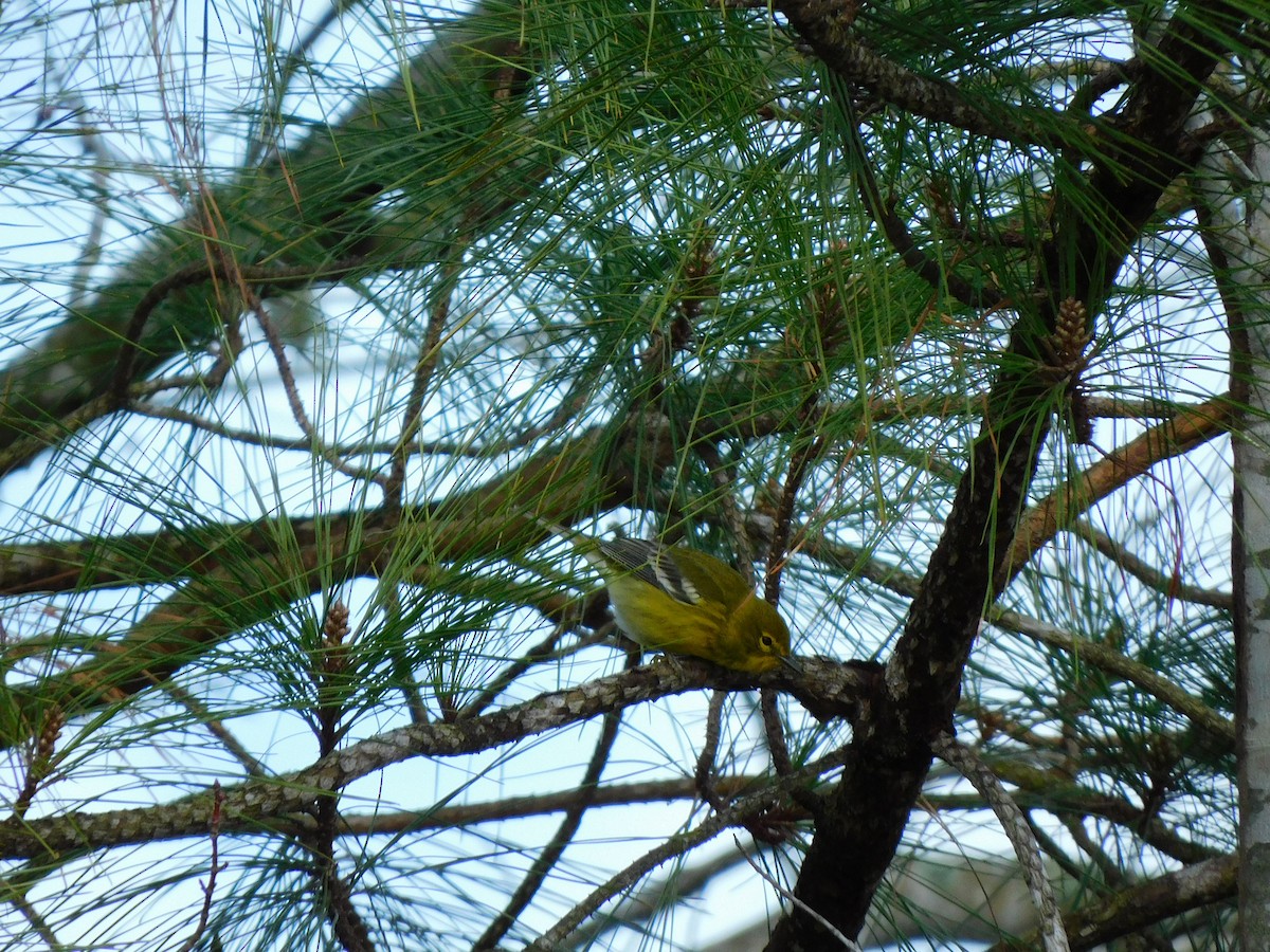 Pine Warbler - ML527379801