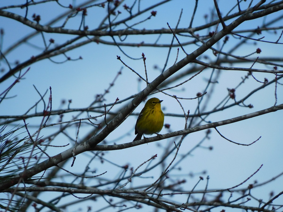 Pine Warbler - ML527380611