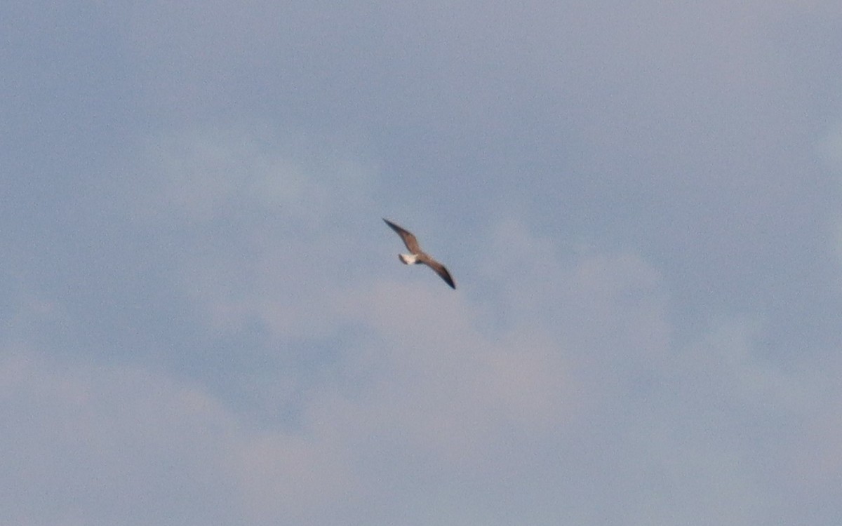 Lesser Black-backed Gull - ML527380951