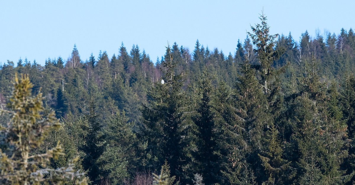 Eurasian Goshawk - Éric Francois Roualet