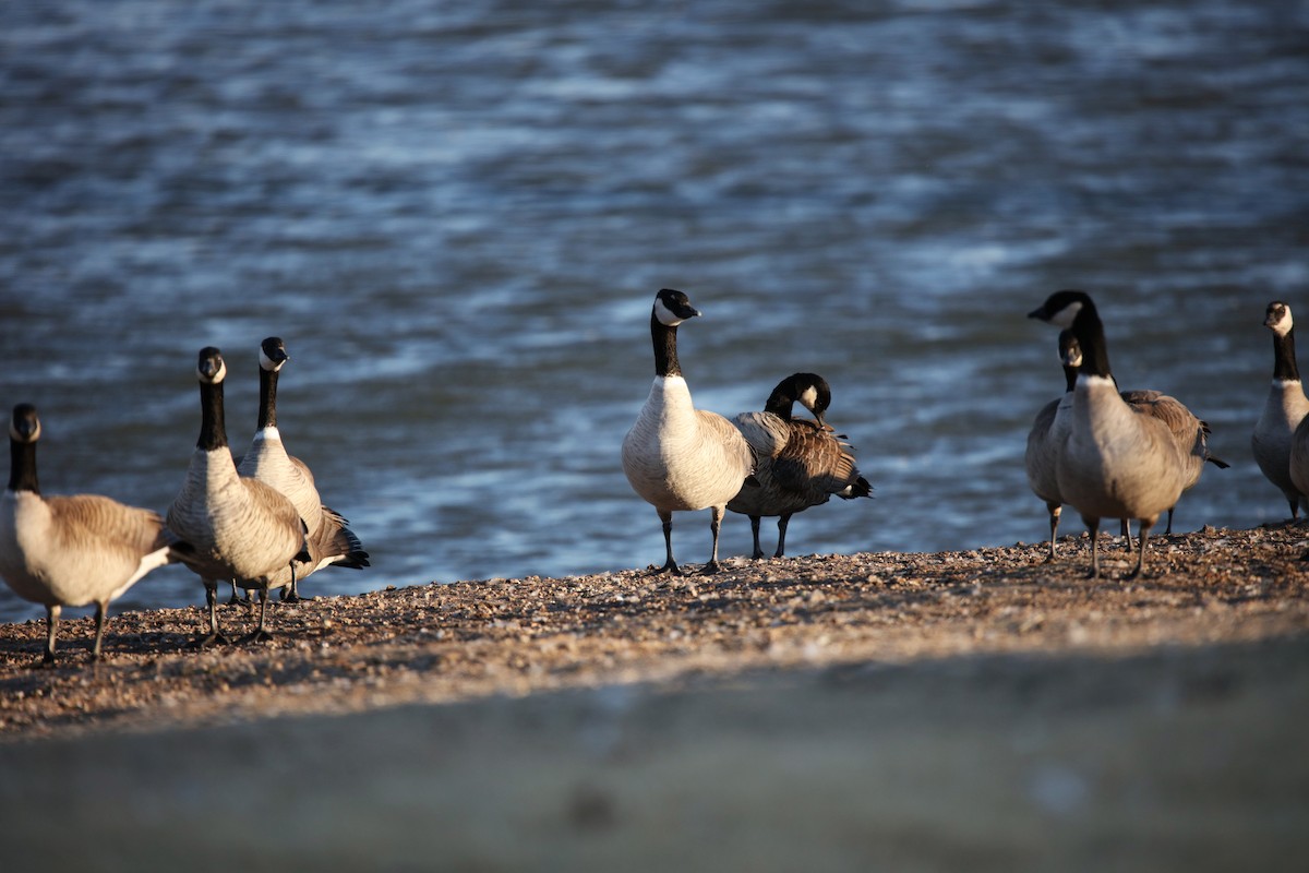 Cackling Goose (Richardson's) - ML527382151