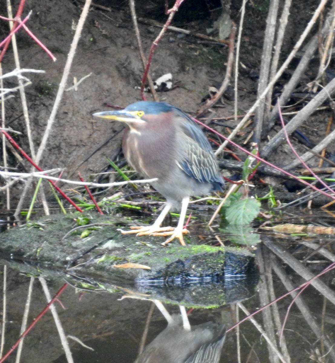 Green Heron - ML527382161