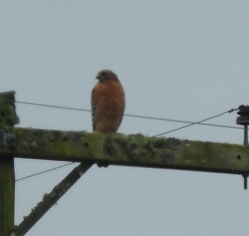 Red-shouldered Hawk - Kathleen Sayce