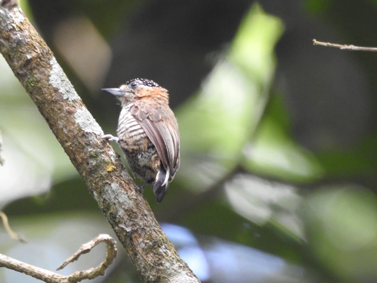 Ochre-collared Piculet - WILLIAM MACIEL