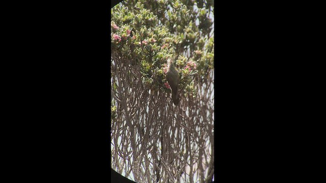 Blue-bearded Helmetcrest - ML527382351