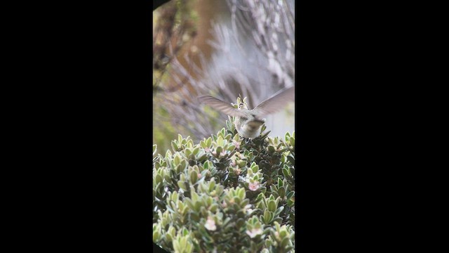 Blue-bearded Helmetcrest - ML527382591