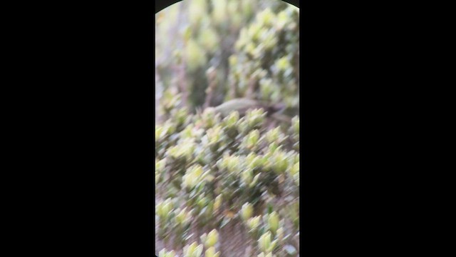 Blue-bearded Helmetcrest - ML527382751
