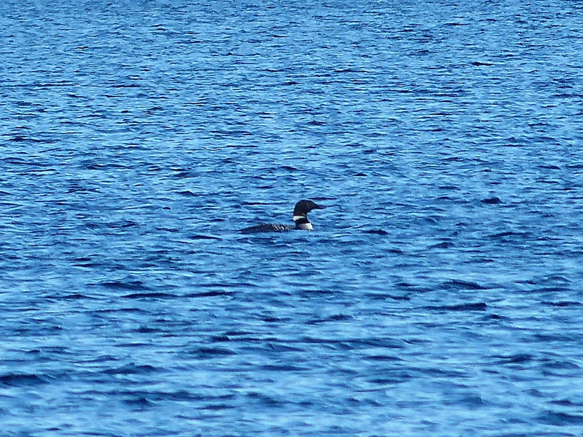 Common Loon - ML52738281