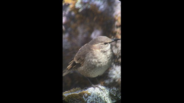 Chestnut-winged Cinclodes - ML527382861