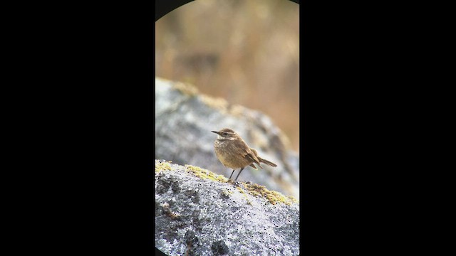 Chestnut-winged Cinclodes - ML527383081