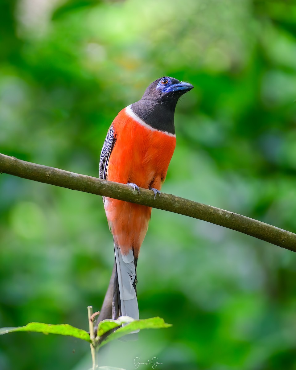 Malabar Trogon - ML527383391