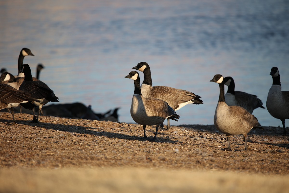 Cackling Goose (Richardson's) - ML527383441