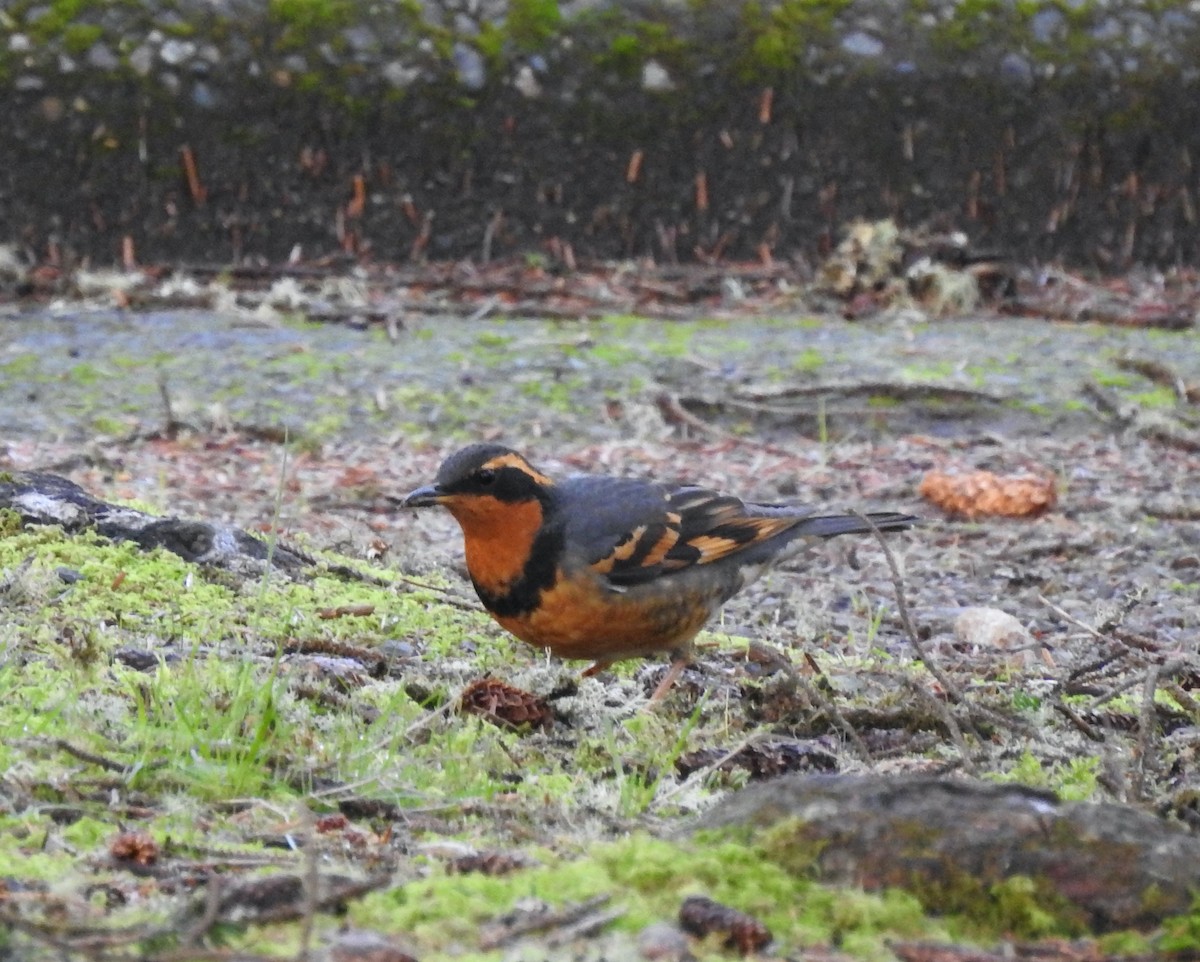 Varied Thrush - ML527383611