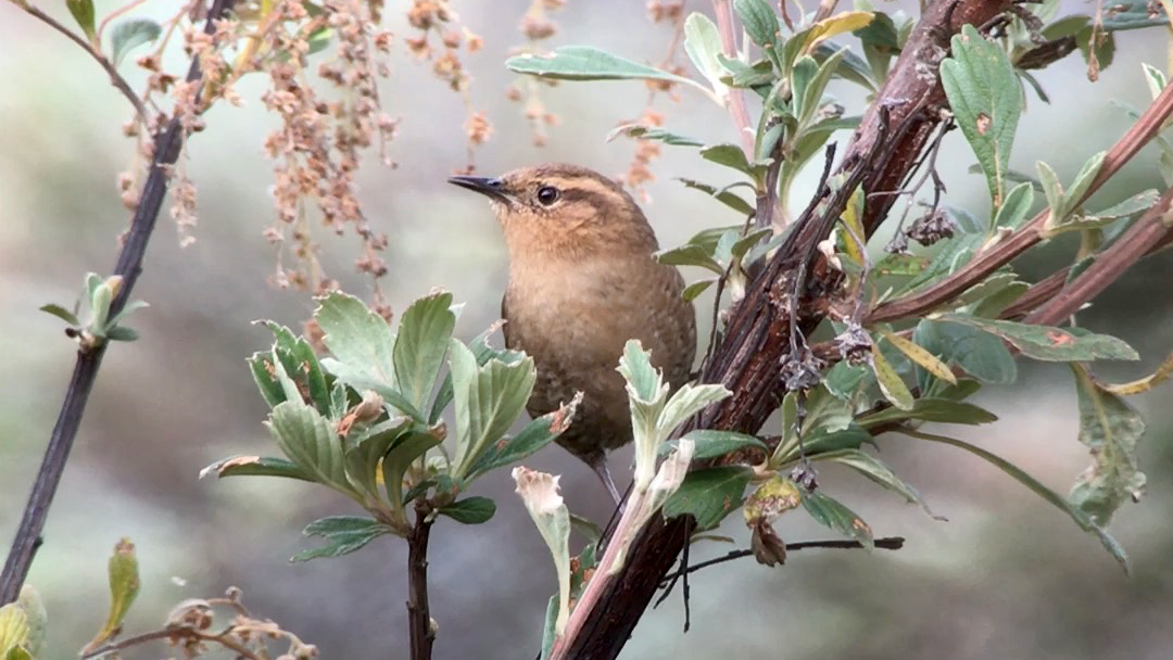 Santa Marta Wren - ML527383981