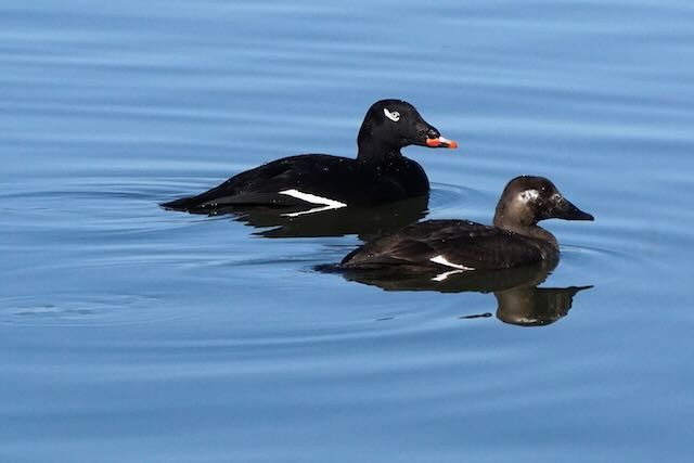 White-winged Scoter - Karen Stucke