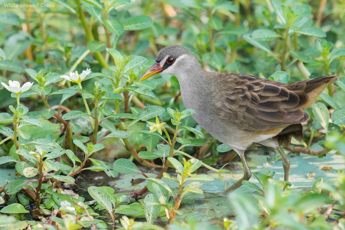 White-browed Crake - ML52738421