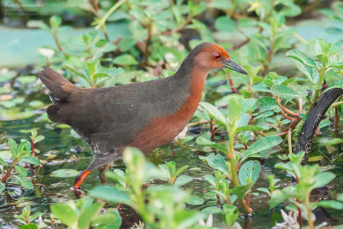 Ruddy-breasted Crake - ML52738491