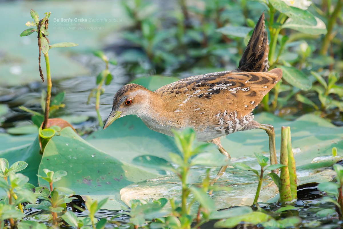 Baillon's Crake (Eastern) - ML52738551