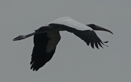 Wood Stork - ML527385811