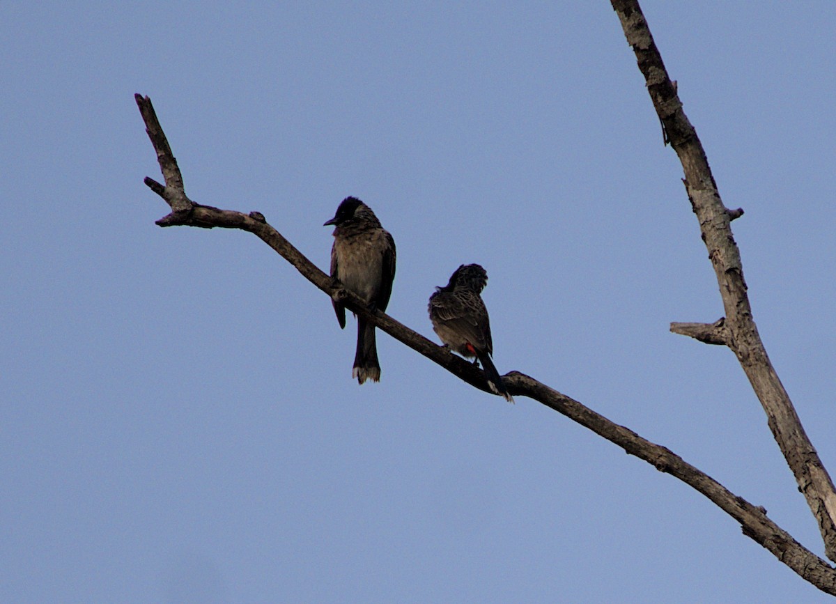 Red-whiskered Bulbul - ML527385981