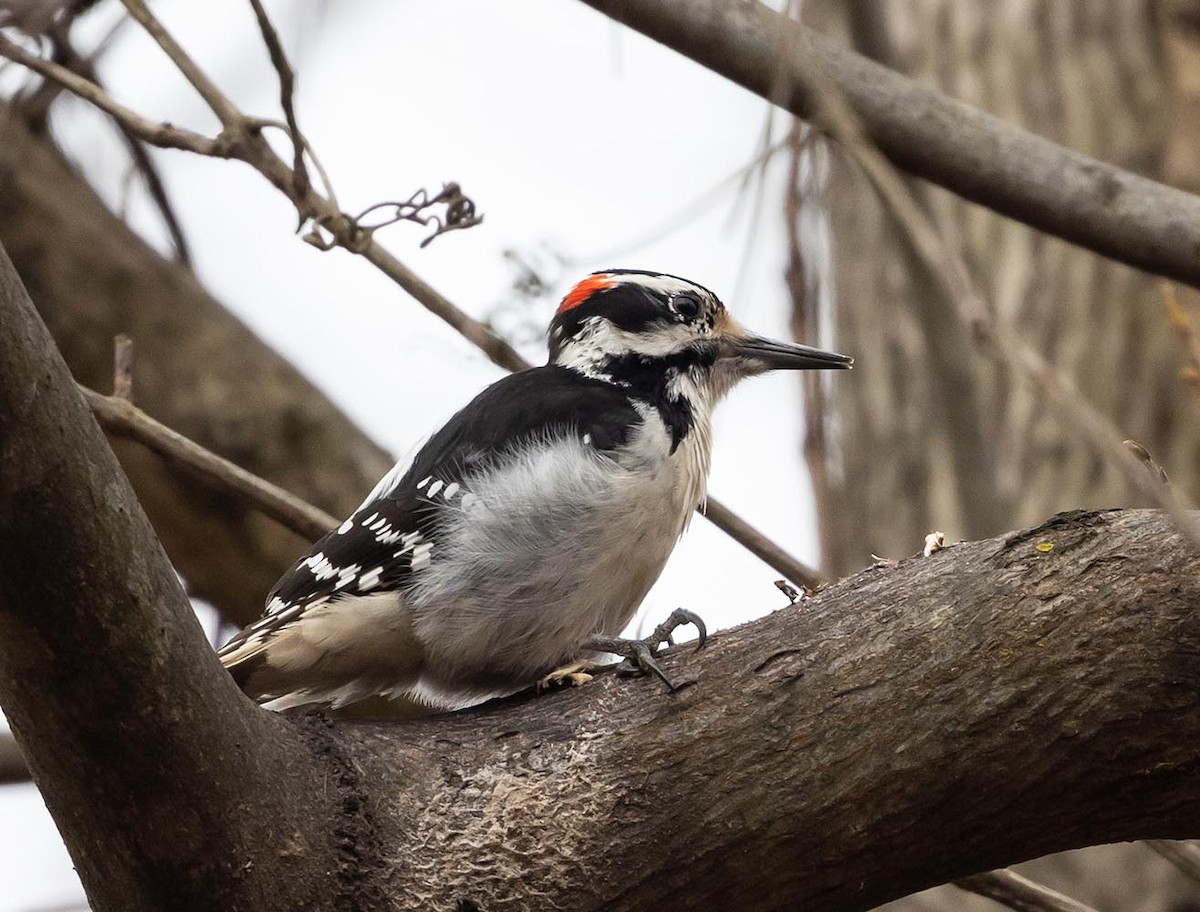 Hairy Woodpecker - ML527386211