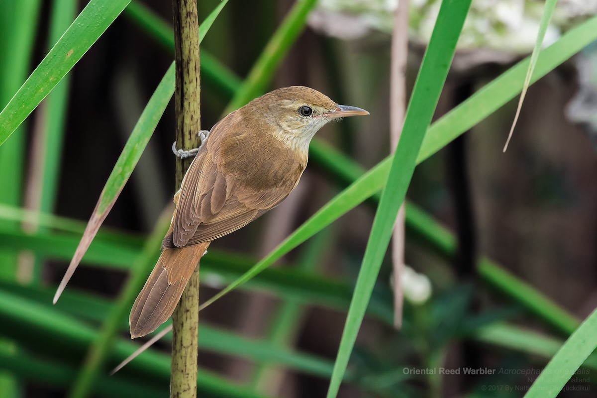 Oriental Reed Warbler - Natthaphat Chotjuckdikul