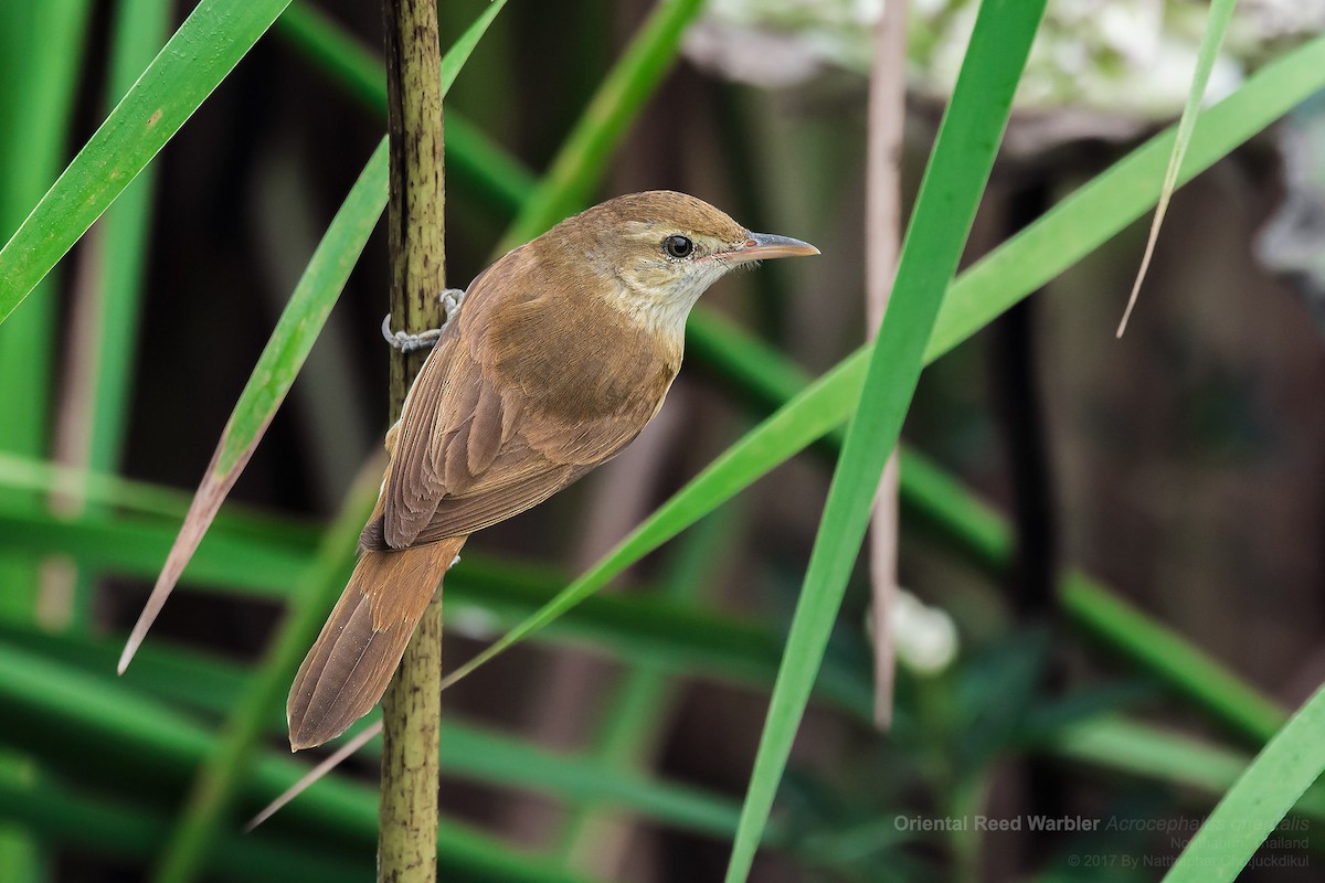 Oriental Reed Warbler - ML52738641