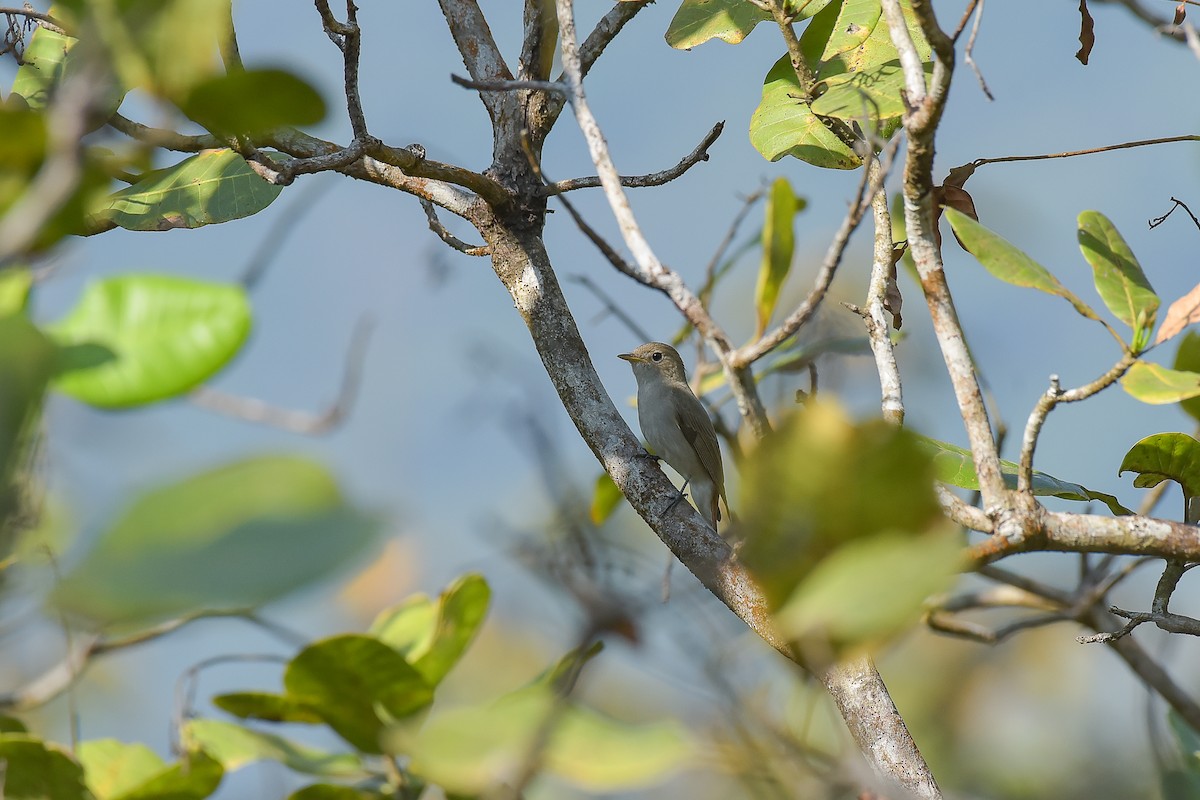 Rusty-tailed Flycatcher - ML527386731