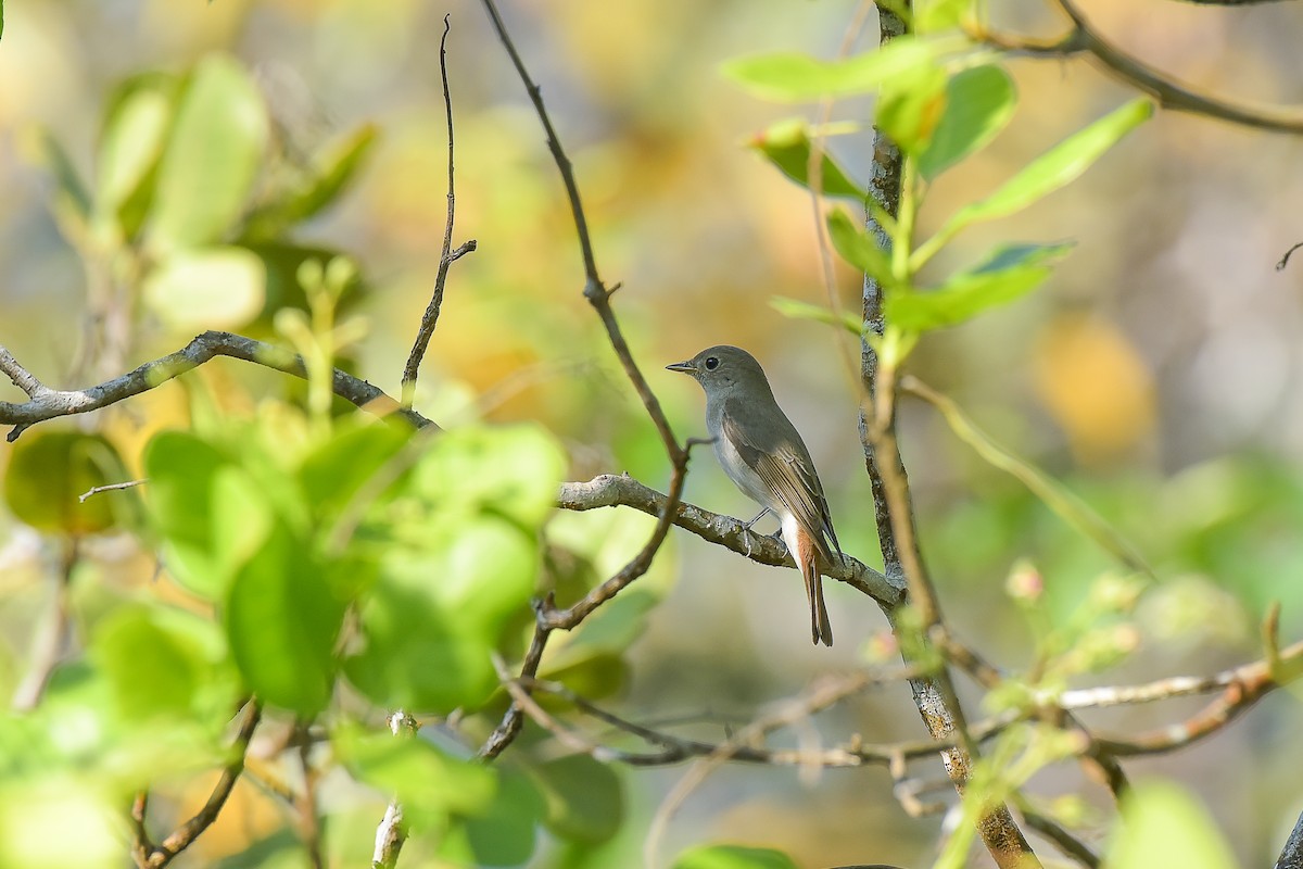 Rusty-tailed Flycatcher - ML527386781