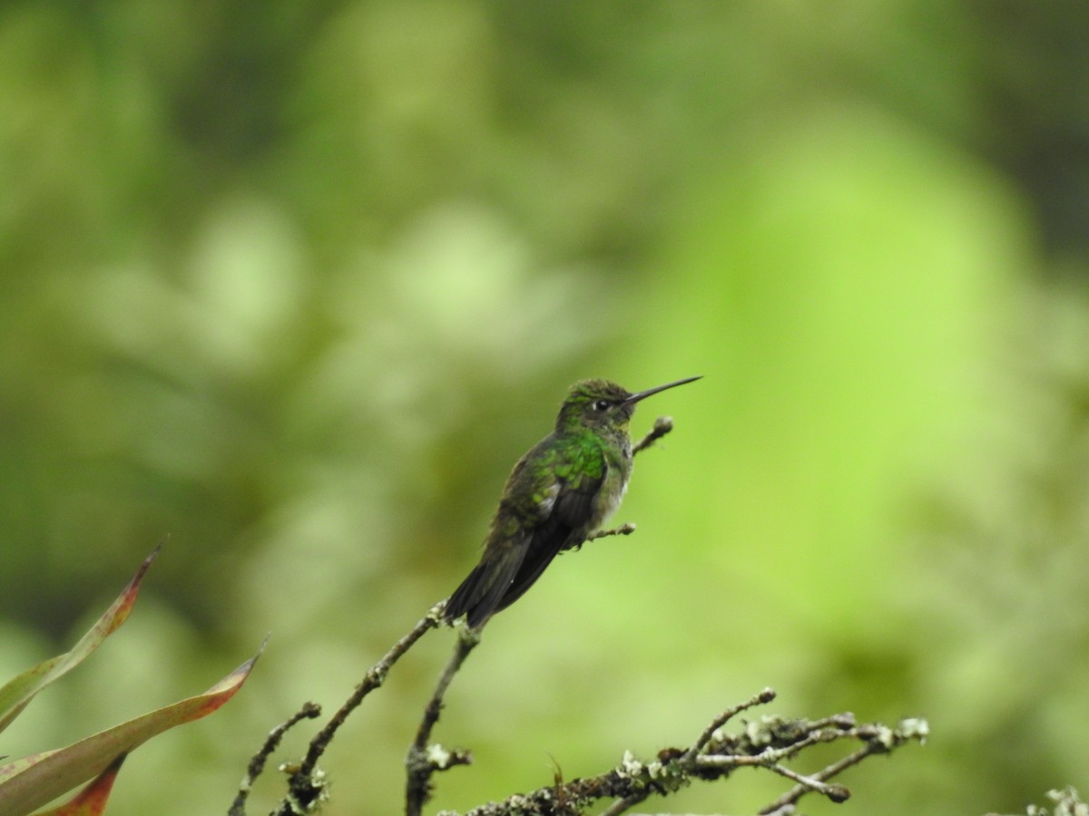 Glittering-throated Emerald - ML52738741
