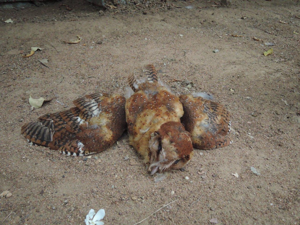 Sri Lanka Bay-Owl - ML52738811