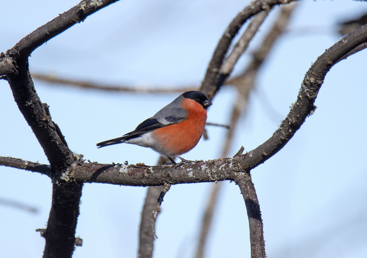 Eurasian Bullfinch - ML527388571