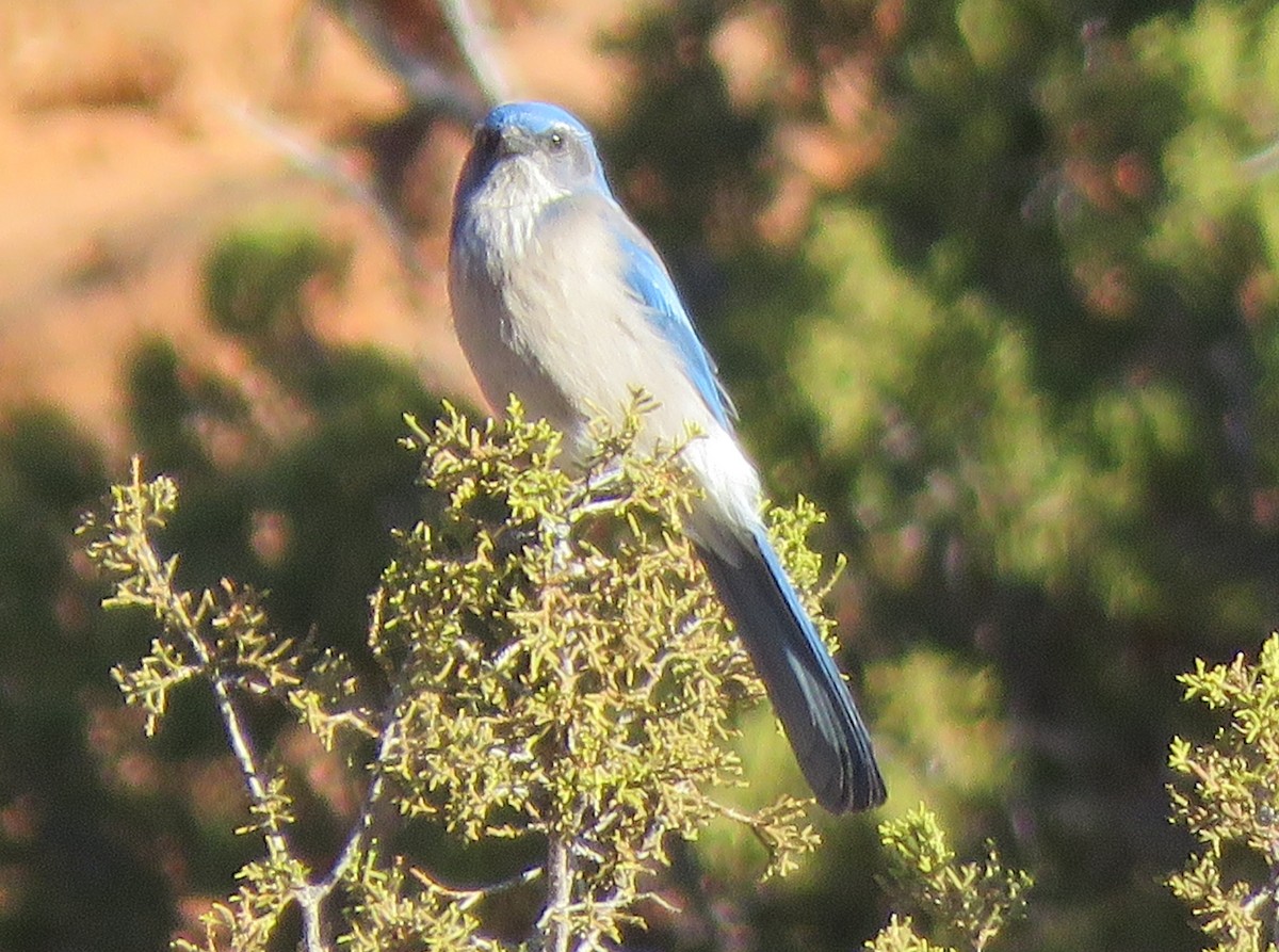 Woodhouse's Scrub-Jay - ML527388761