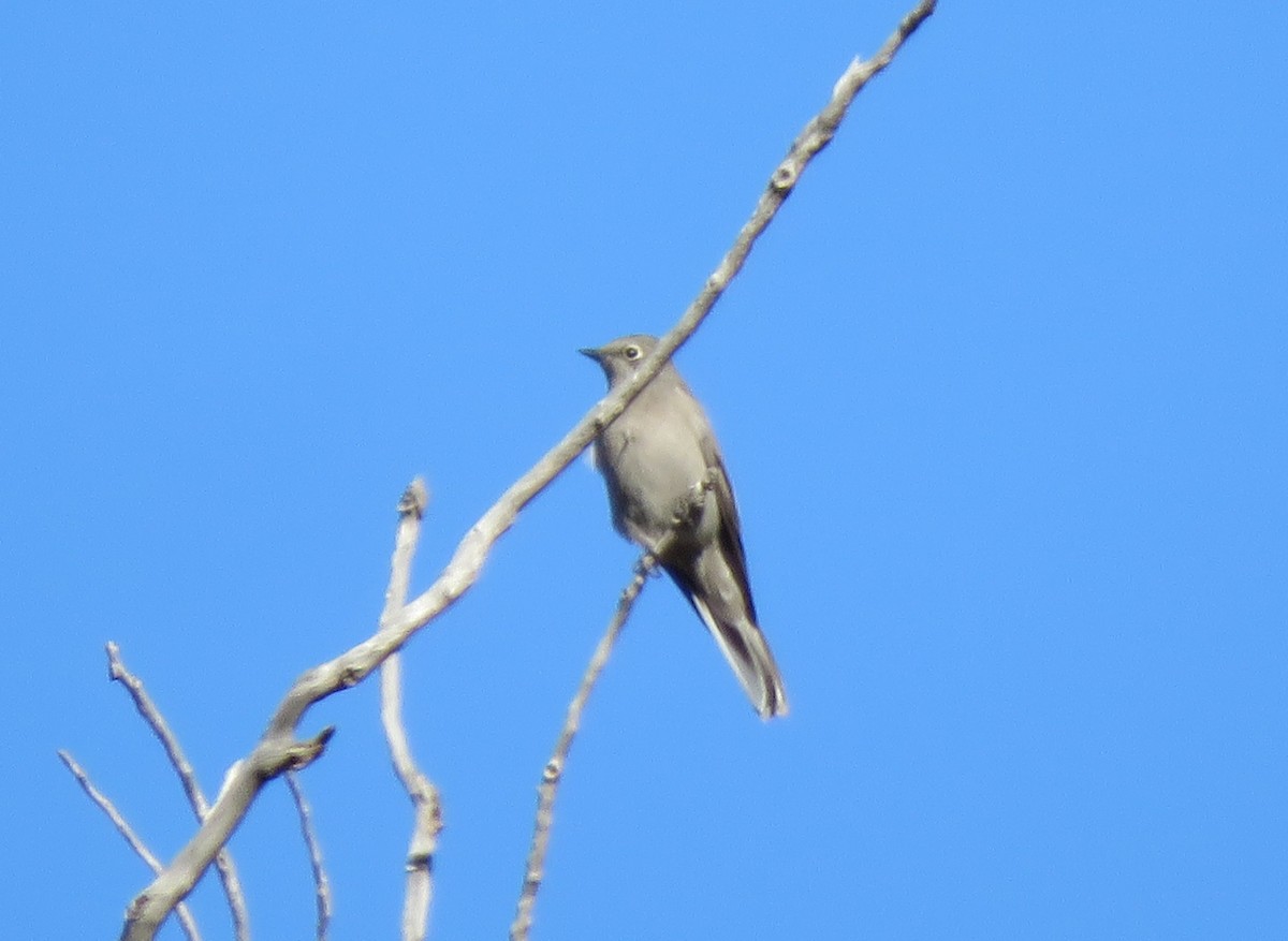 Townsend's Solitaire - ML527388821