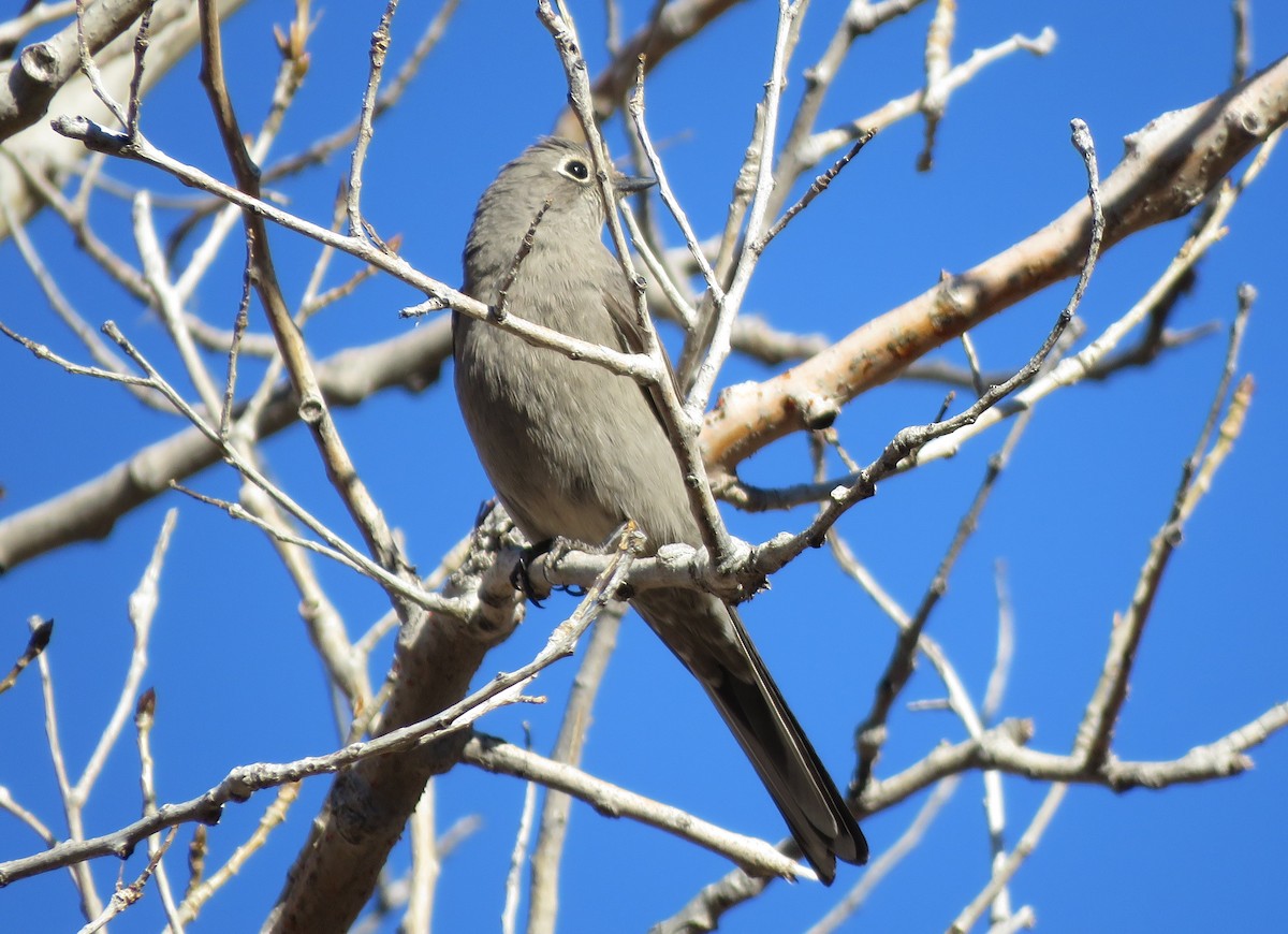 Townsend's Solitaire - ML527388831