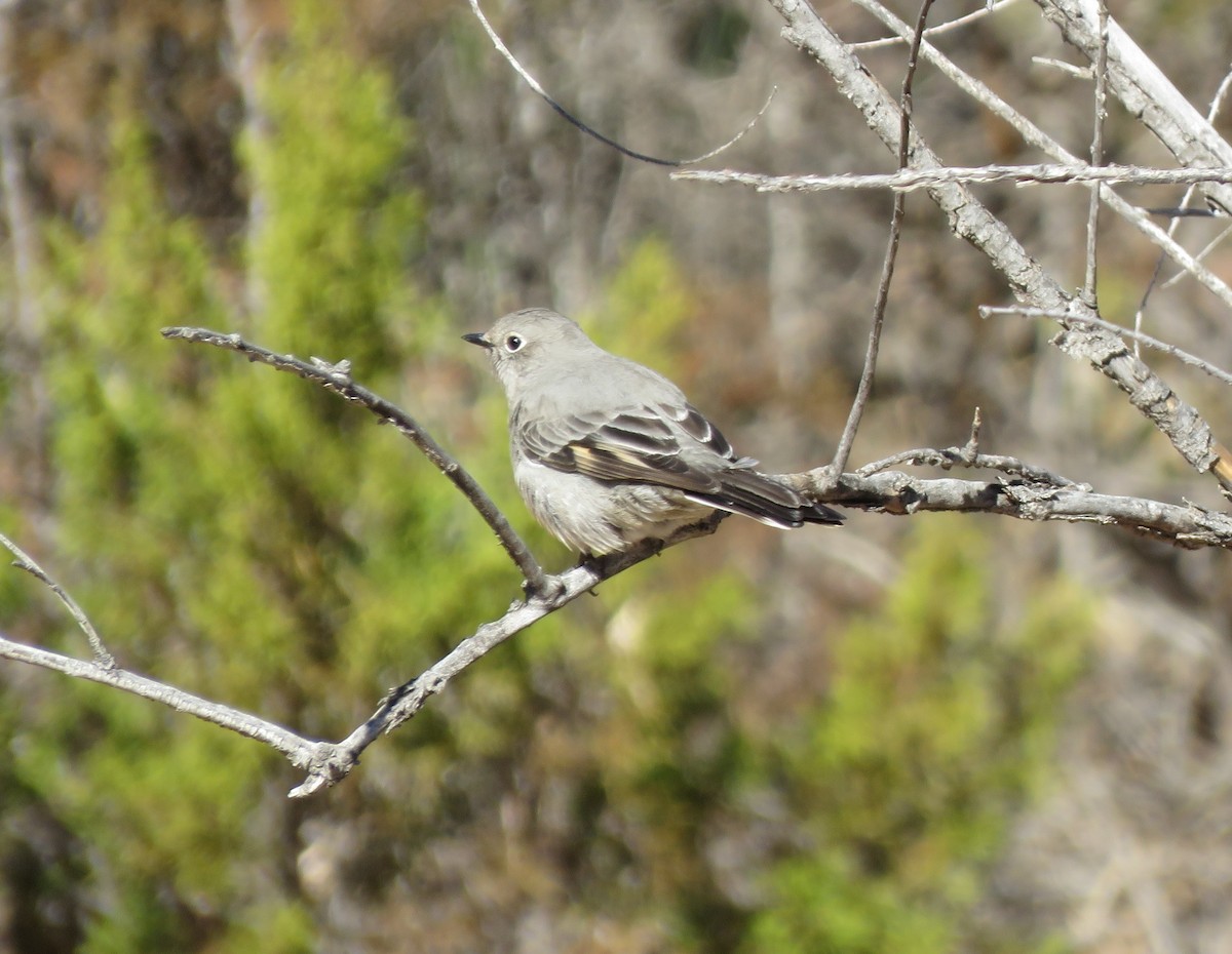 Townsend's Solitaire - Anthony  Hewetson